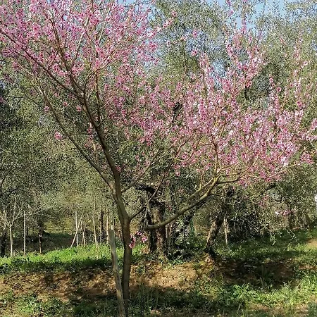Az.agricola Agriturismo La Locanda Di Lann Fucecchio