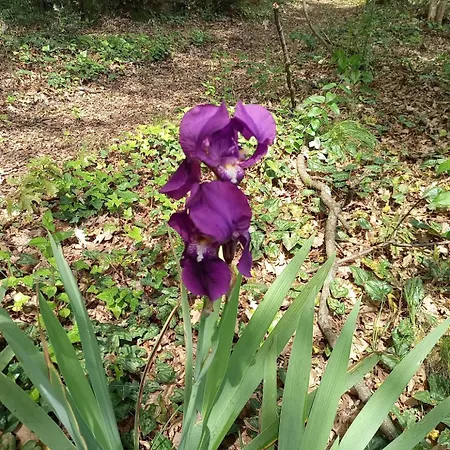 Az.agricola Agriturismo La Locanda Di Lann * Fucecchio