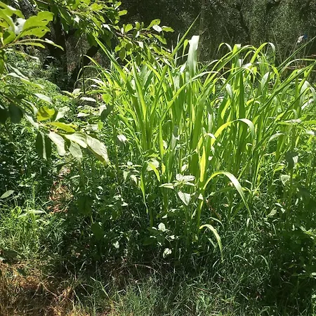 Az.agricola Agriturismo La Locanda Di Lann Apartment Fucecchio